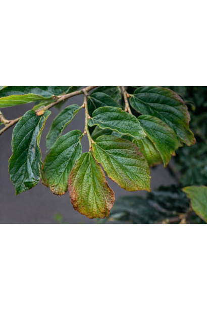 Парротія перська Белла листя